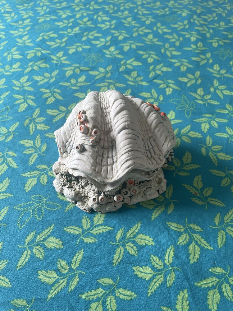 Concha decorativa