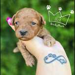Maltipoo bichpoo pochoon red loki toy badania wyprawka paszport