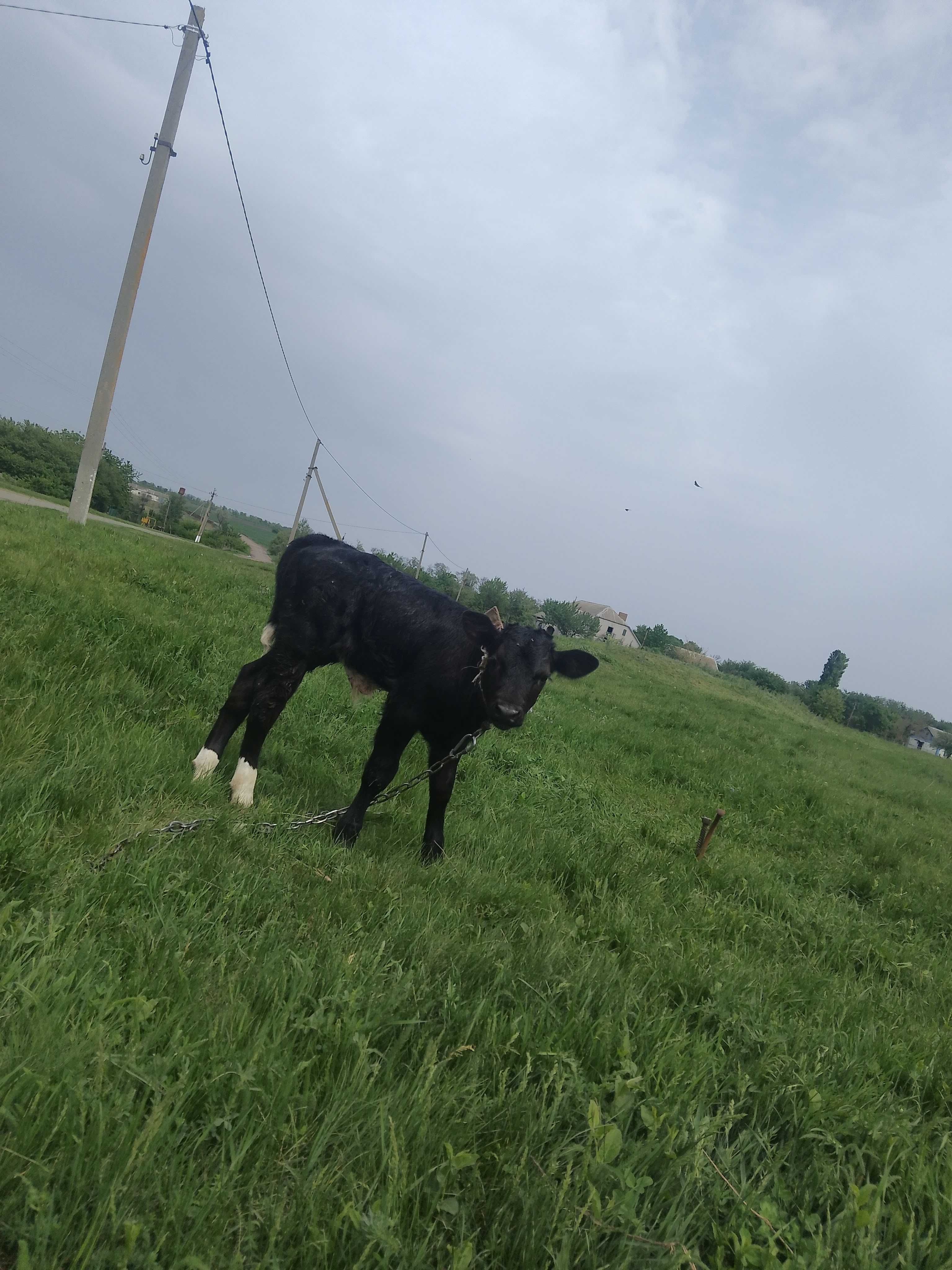 Продам.Бычка апрельский