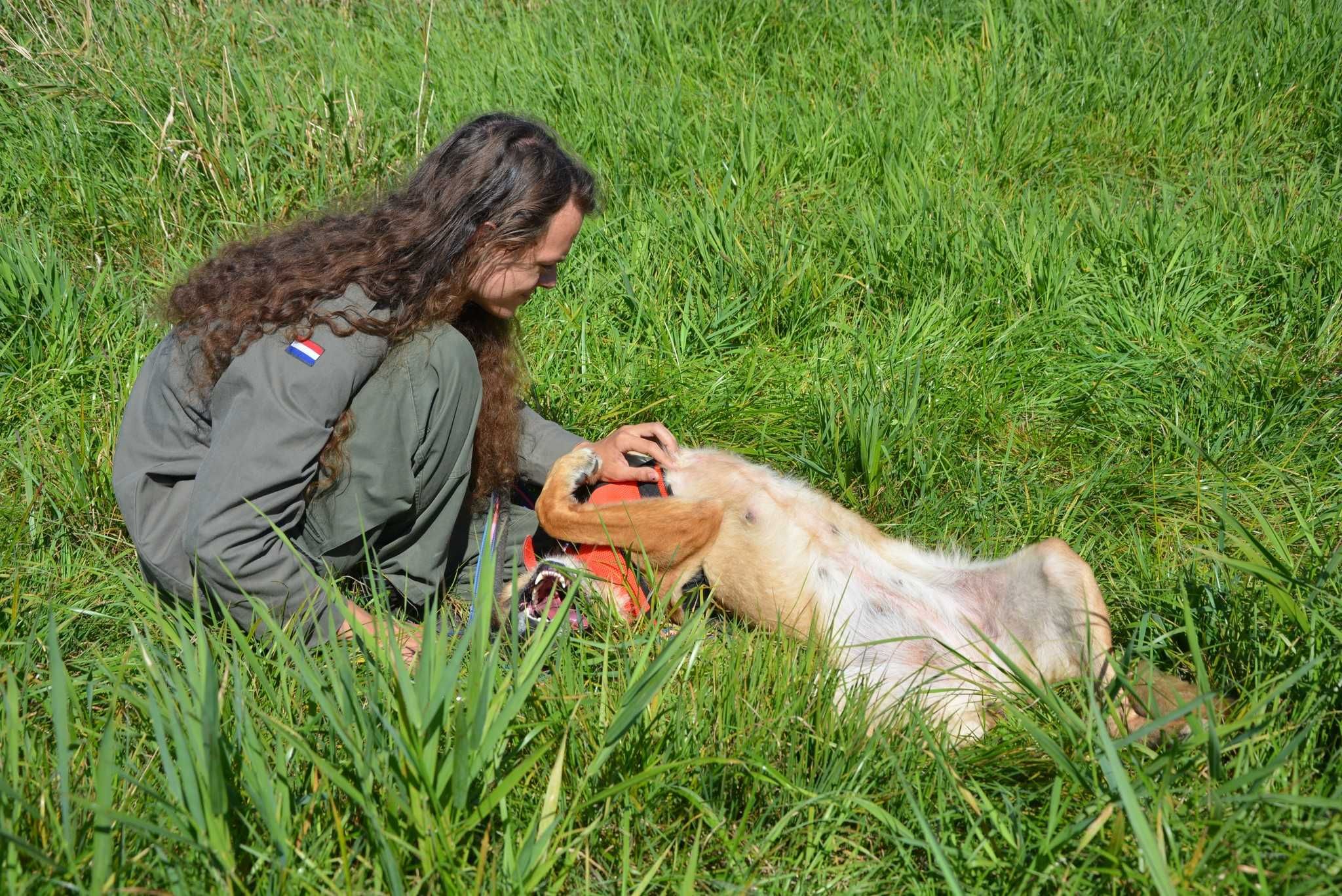 Bogini Wenus jak owczarka co kocha mizianie po brzuszku ADOPCJA