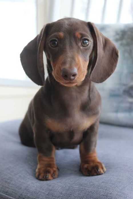 Продам таксу. Мальчик 2.5 года г. Днепр