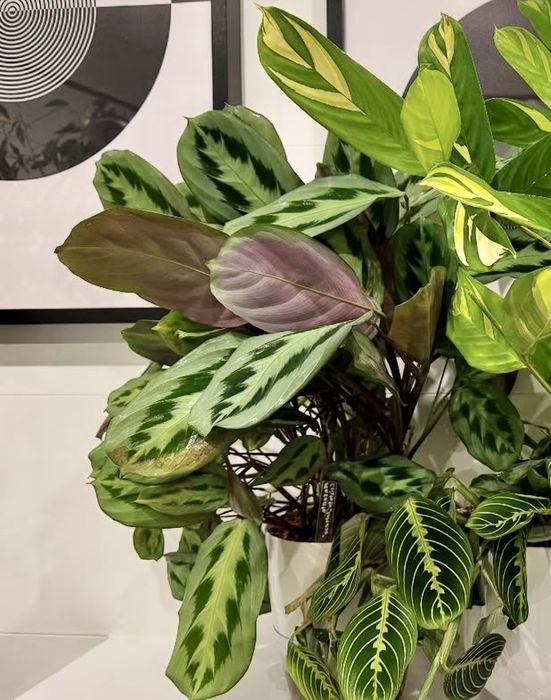 Maranta Cristata Intense kolekcjonerska roślina