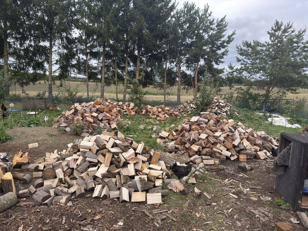 drzewo brzoza,olcha,dąb,grab,klon,modrzew