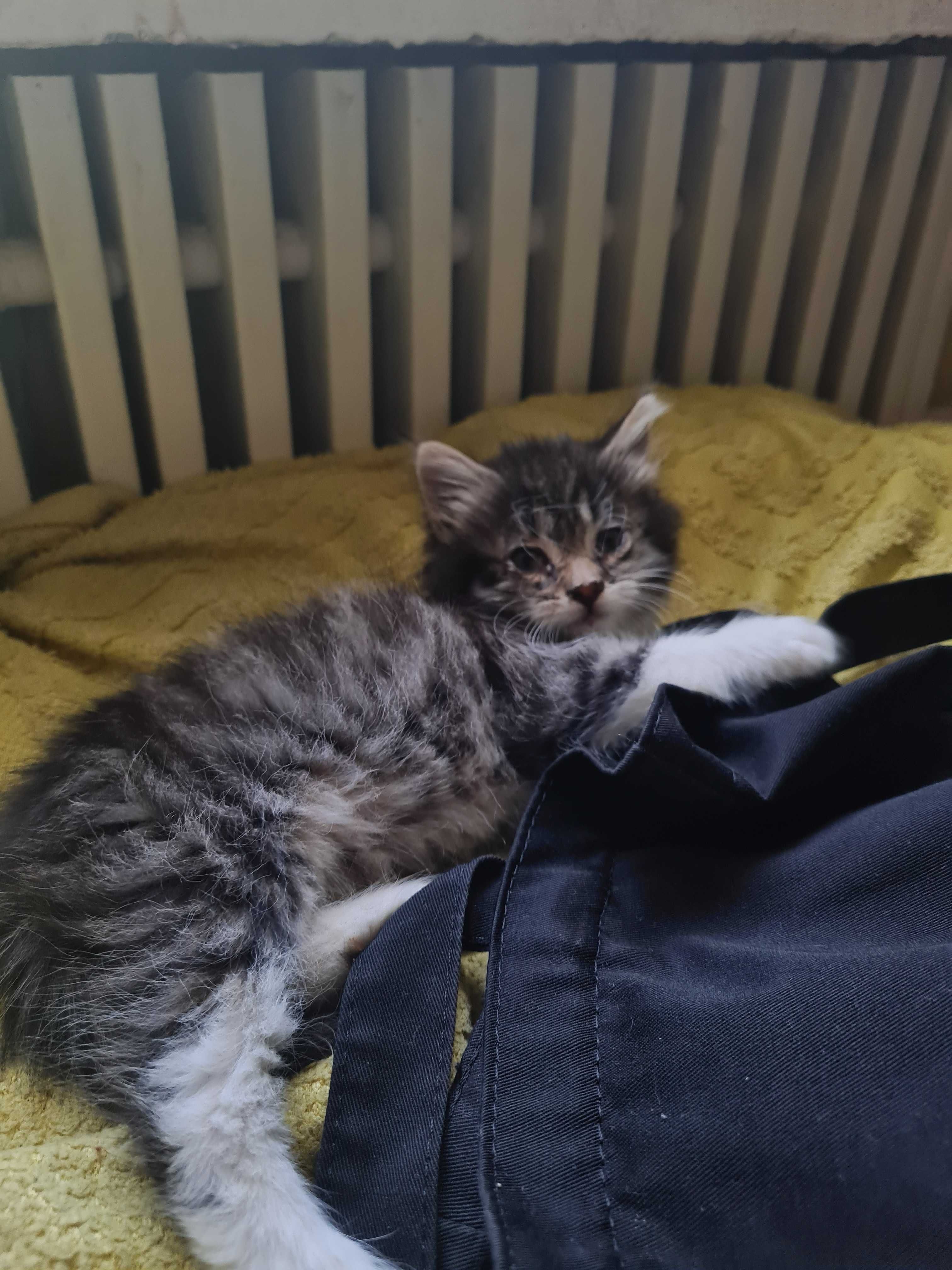Кошеня домашня довгошерста