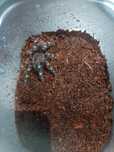 Acanthoscurria geniculata