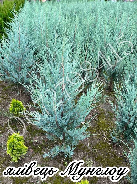 Ялівець Мунглоу, Блю Ароу, кипарисовики.