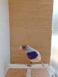 Diamantes de gould