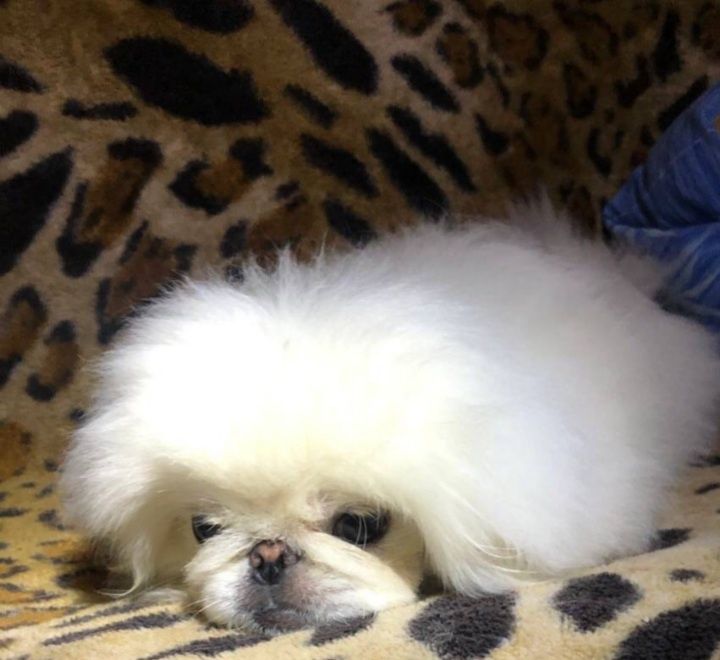 Вязка,чистокровний білий пекінес розвязаний