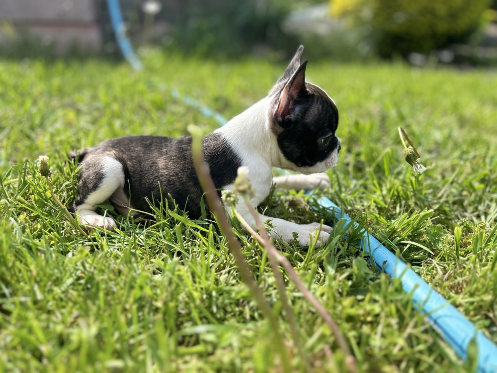 Buldog franciski chlopak Cokolin gotowy do zkiany domu zapraszmay