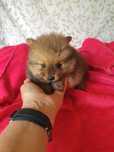 Śliczna suczka Szpic miniaturowy Pomeranian