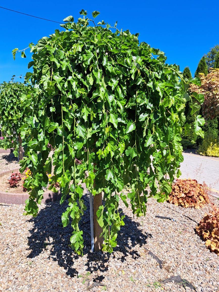 Morwa czarna pendula