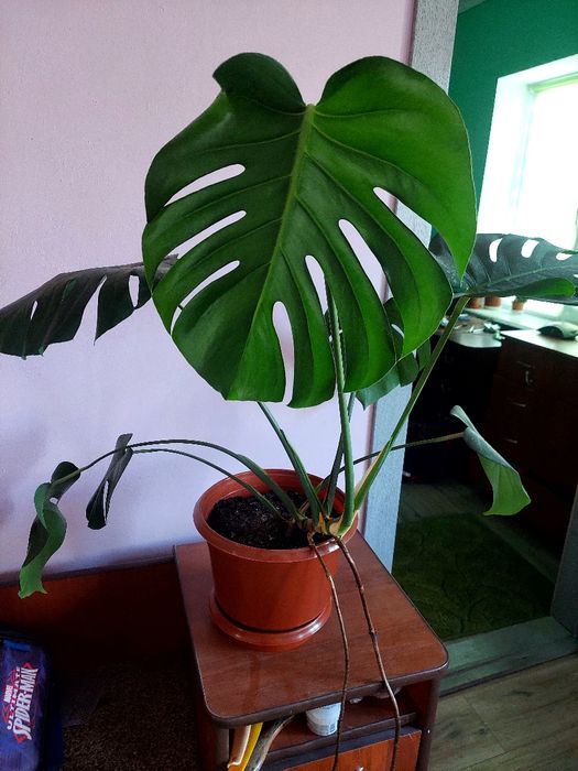 Монстера кімнатна вазон