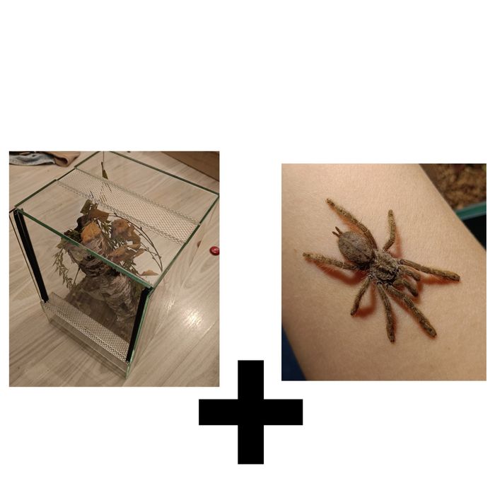 Terrarium 20x20x30+ heteroscodra maculata L6