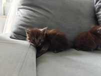 Kocięta Mco Maine coon fpl ccf niebieskie czarne dymne kotki kocur