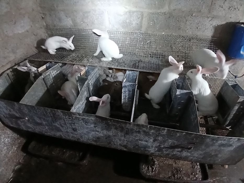 Кролики кролі кроленята