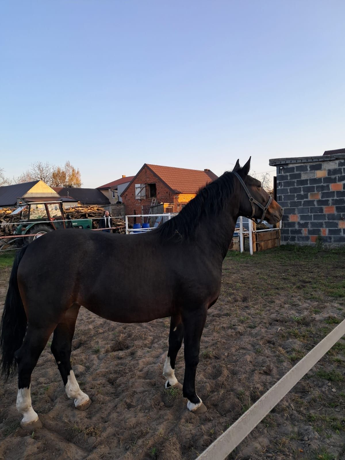 Sprzedam Klacz slaska.