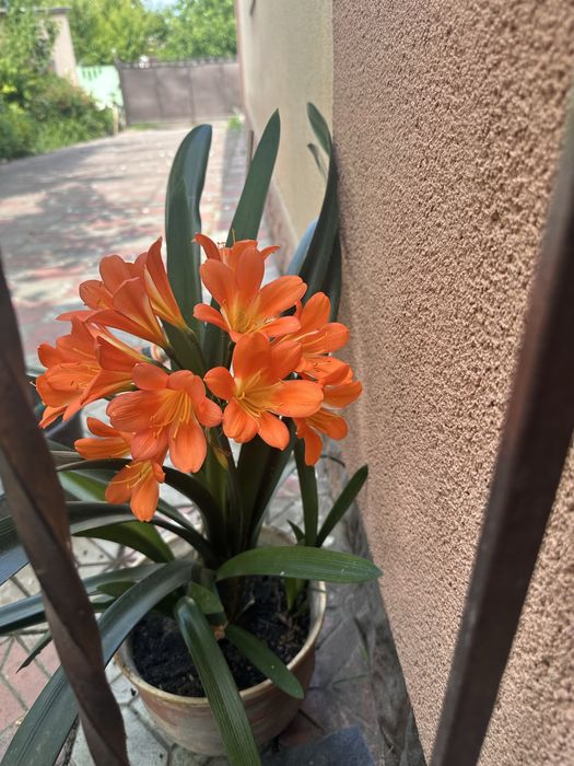 Клівія кімнатна рослина