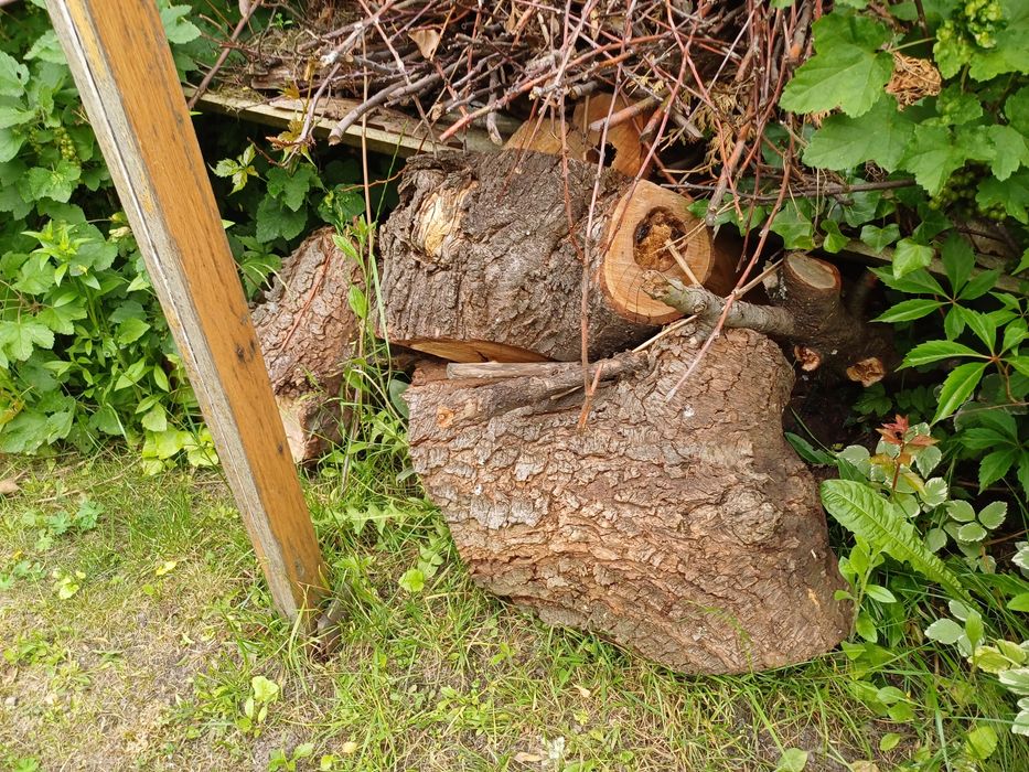 Drewno do wędzenia śliwka