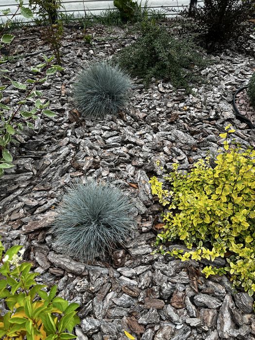 Овсянница сизая / голуьая