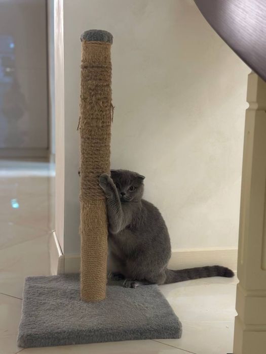 Кішка шукає прямовухого шотландця