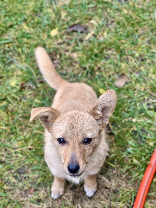 Безкоштовно в добрі руки
