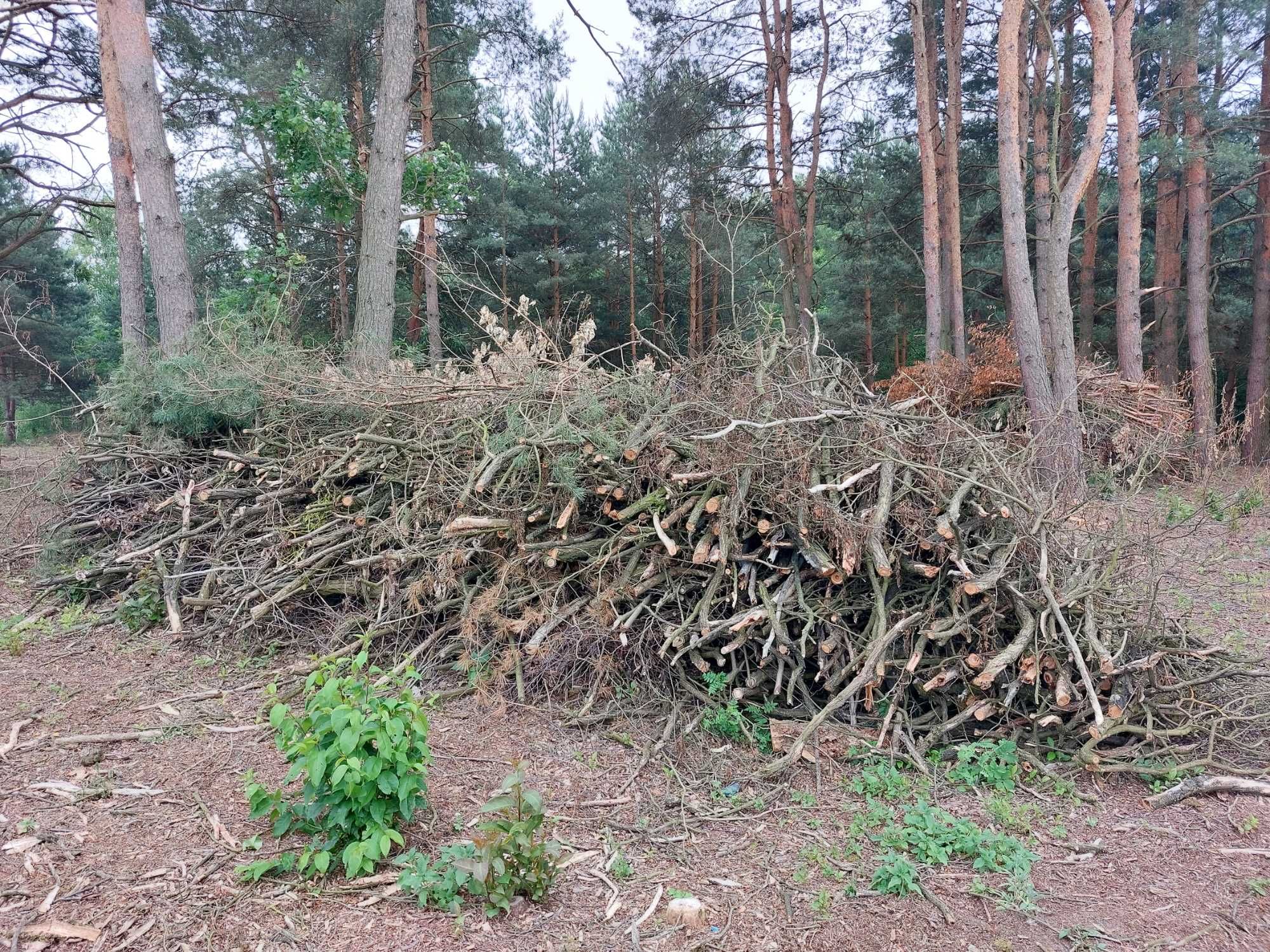 Gałęzie oddam za darmo