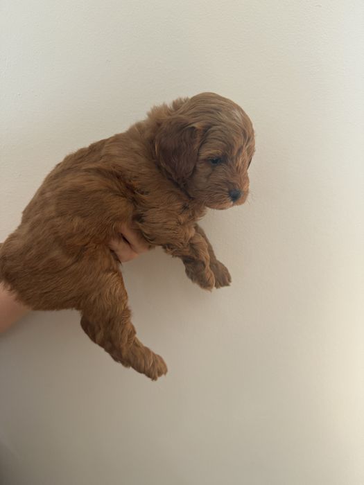 Uroczy piesek Maltipoo / Poochon/Bichpoo /cavapoo/