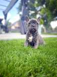 Buldog Francuski Suczka Blue