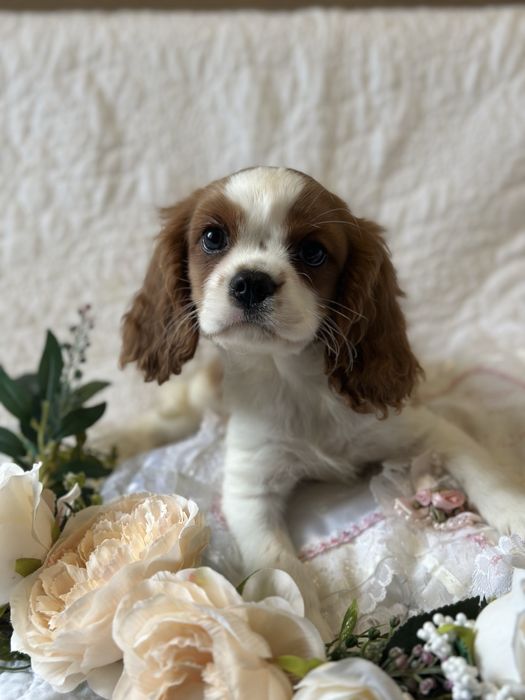 Хлопчик Кавалер Кінг Чарльз спаніель