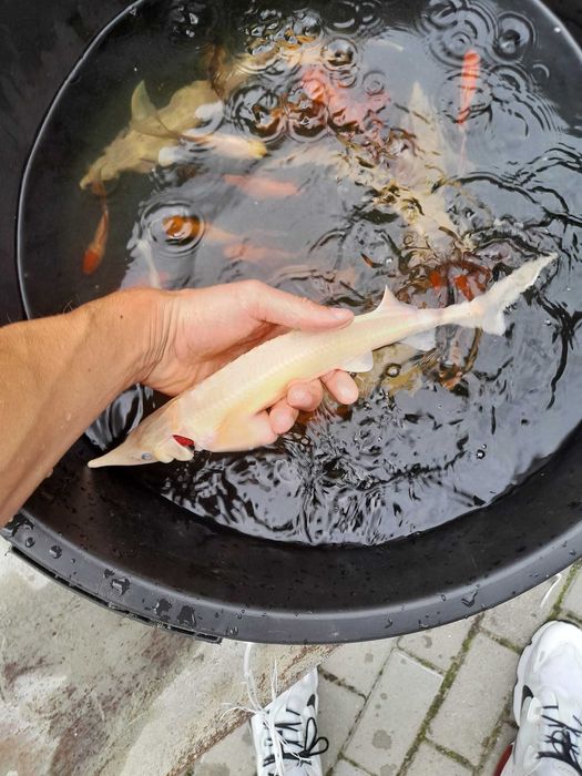 Ryby do oczka wodnego Karp, Jesiotr, Karaś koi, Lin, Amur,Tołpyga,