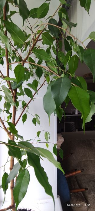 Фикус Бенджамина