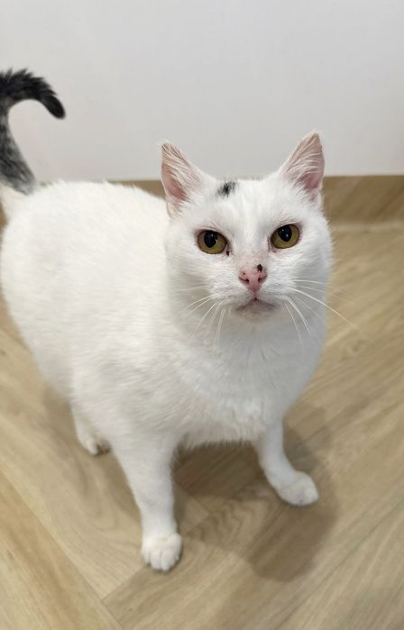 Biała Dama czyli Żabcia czeka na dom