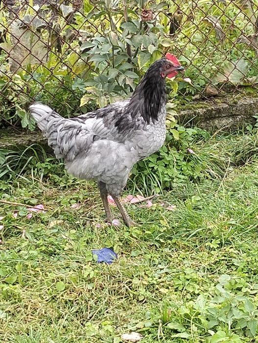 Молоді півні на продаж