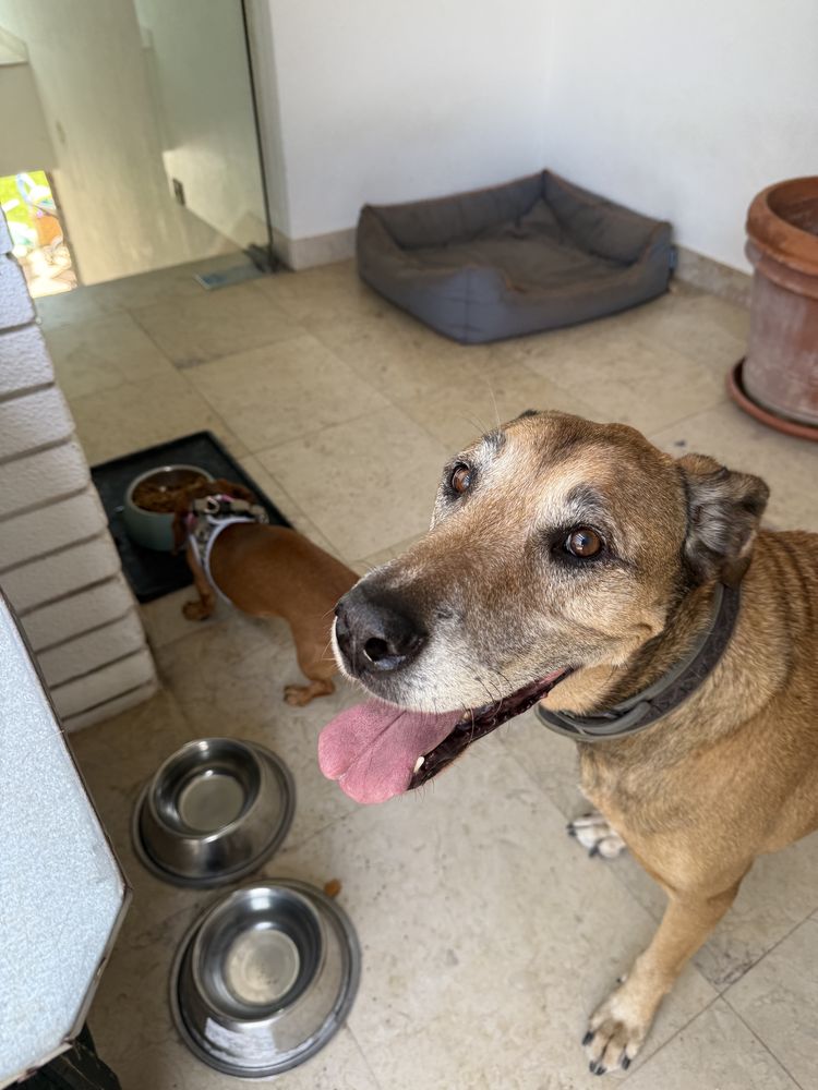 Petsitter/ Dog Walker - Oeiras (Figueirinha e Forum Oeiras)