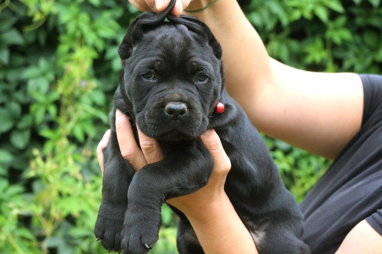 Cane Corso Italiano suczka ZKwP