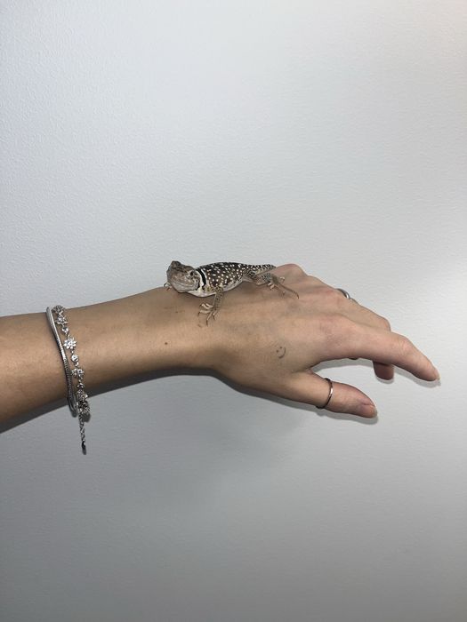 legwan obrożny samica new mexico crotaphytus collaris obrożniak