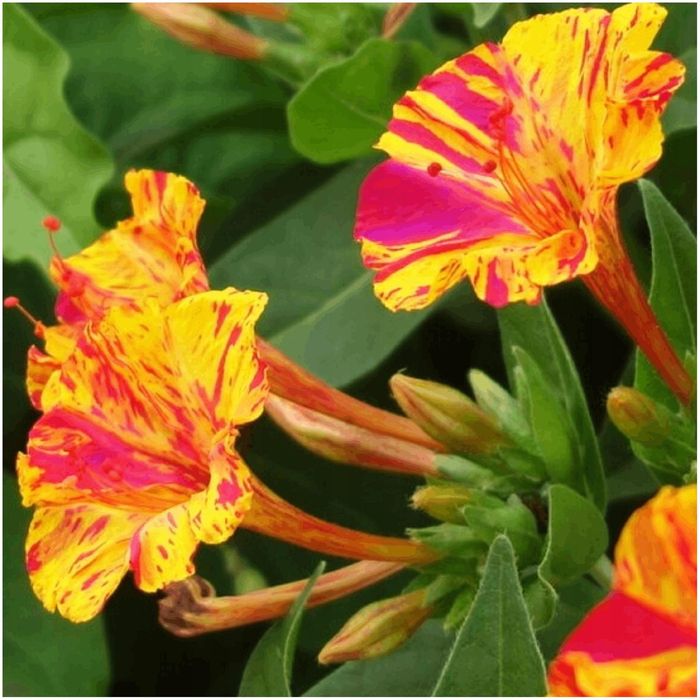 Nasionka Dziwaczka jalapa