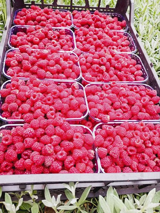 Ягоди малини сушені малина сушена 2025 р. 300 грам