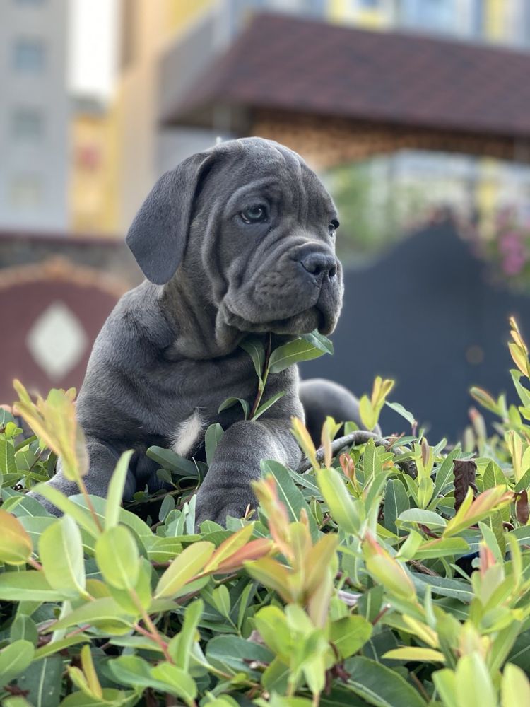 Топ щенки офііційного питомника-Cane corso
