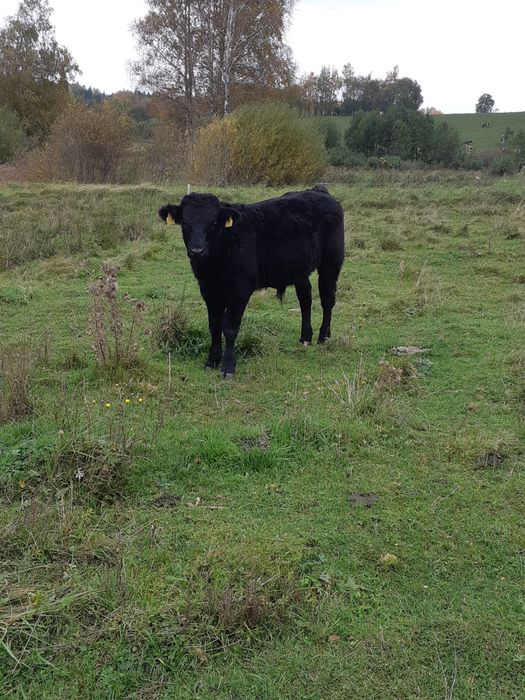 Sprzedam odsadki: 13byczkow,11jałówek, tel: 5.0.0.6.3.3.5.1.9