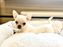 Sunia krótkowłosa chihuahua FCI
