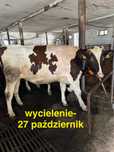 Jałówki cielne 4 sztuki