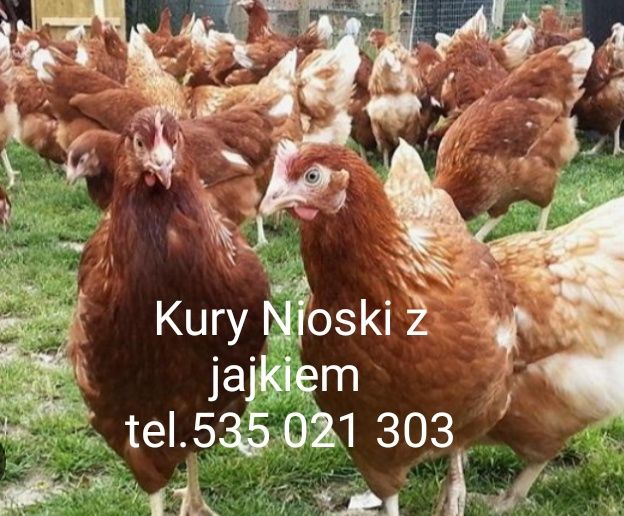 Kury Nioski z jajem