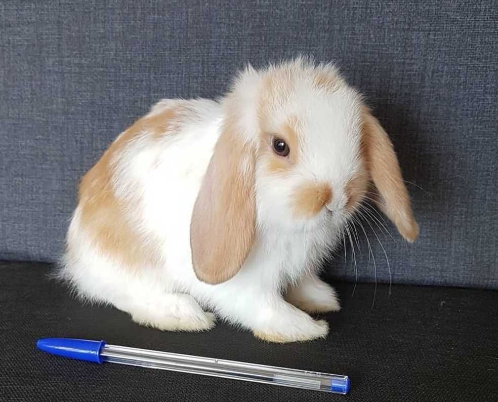 KIT Coelhos anões orelhudos, mini lop adoráveis e super dóceis