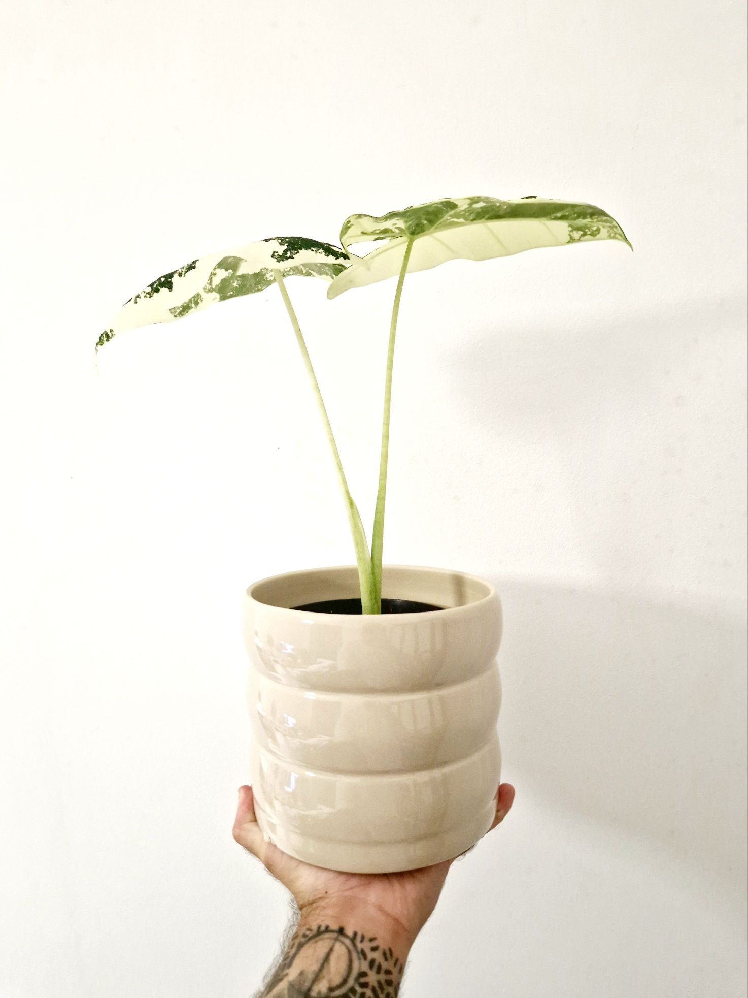 Alocasia Frydek variegata