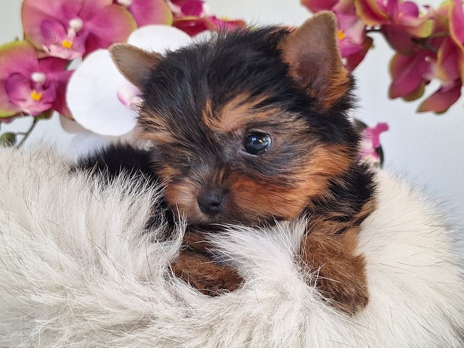 Yorkshire terrier mini mini z rodowodem odbioru ok.15 października