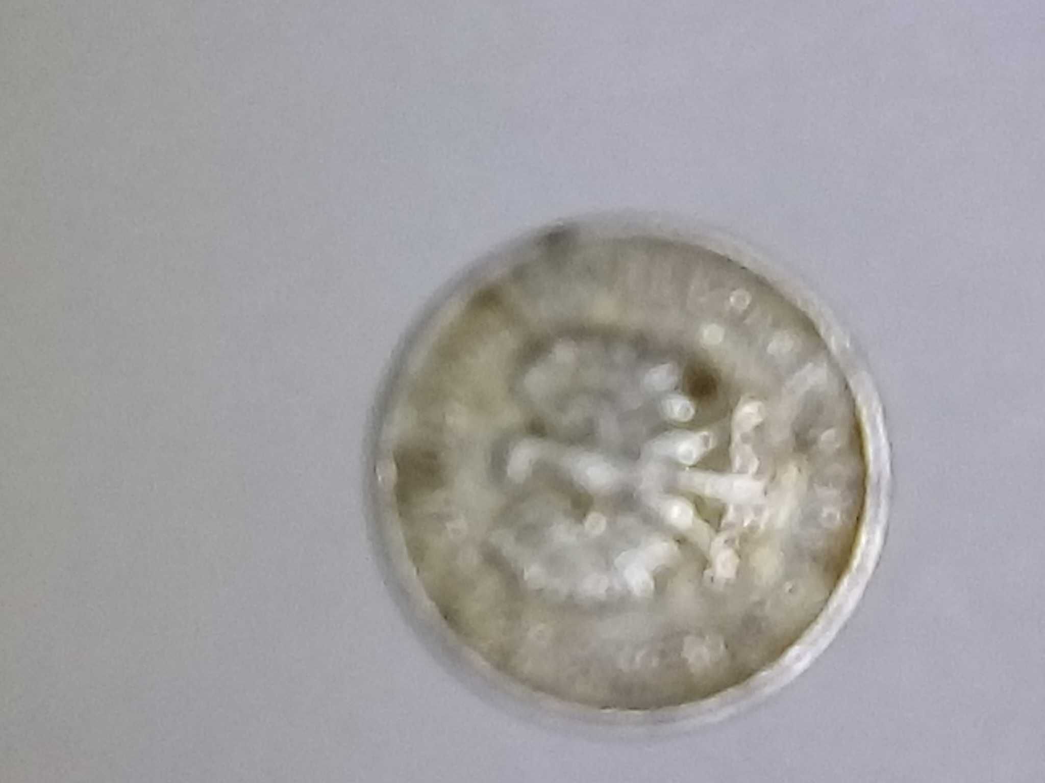 Moneta 5 groszy 1963r