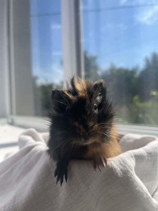 Морська свинка розеточка