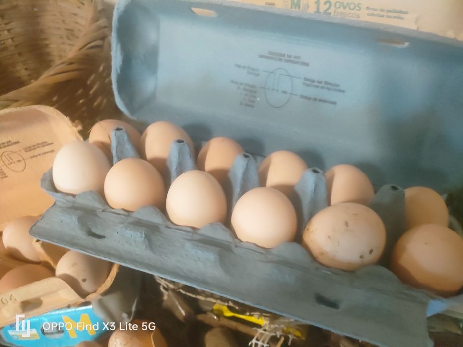 Animais biológicos, criados ao ar livre.