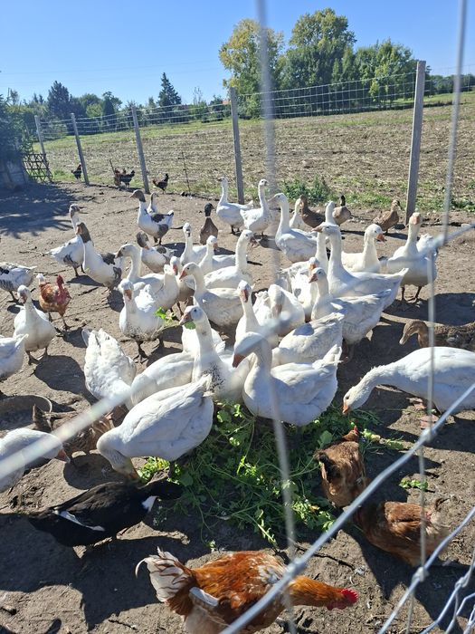 Gęsi kołudzkie  ekologiczne